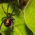 SPIDER CONTROL