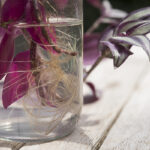 Can Wandering Jew Live in Water Forever