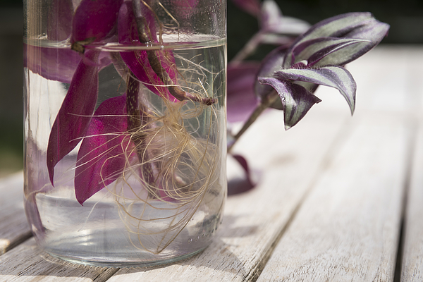 Can Wandering Jew Live in Water Forever