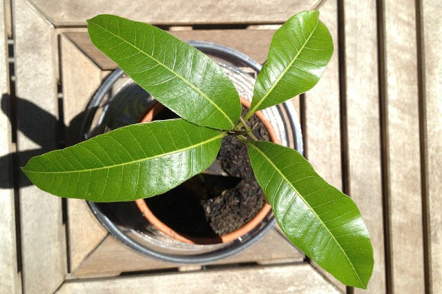 How To Grow a Mango Tree Indoors