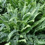 What Plants Give Off The Most Oxygen