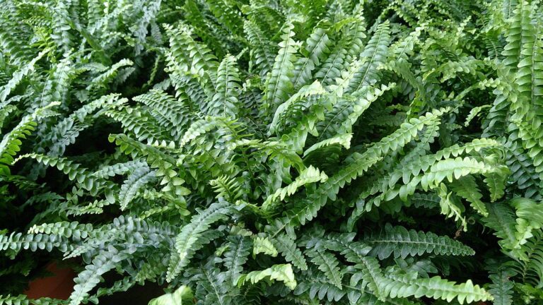 What Plants Give Off The Most Oxygen