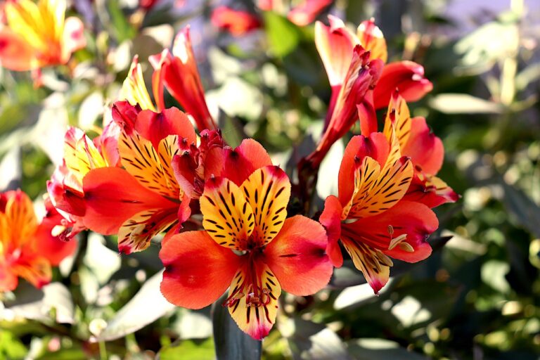 Flowers That Start With The Letter c