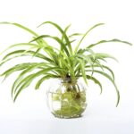 Can a Spider Plant Grow In Water