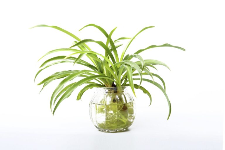 Can a Spider Plant Grow In Water