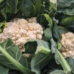 Is Cauliflower a Man-Made Vegetable