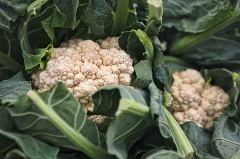 Is Cauliflower a Man-Made Vegetable