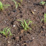 What Does Carrots Look Like When It Sprouts