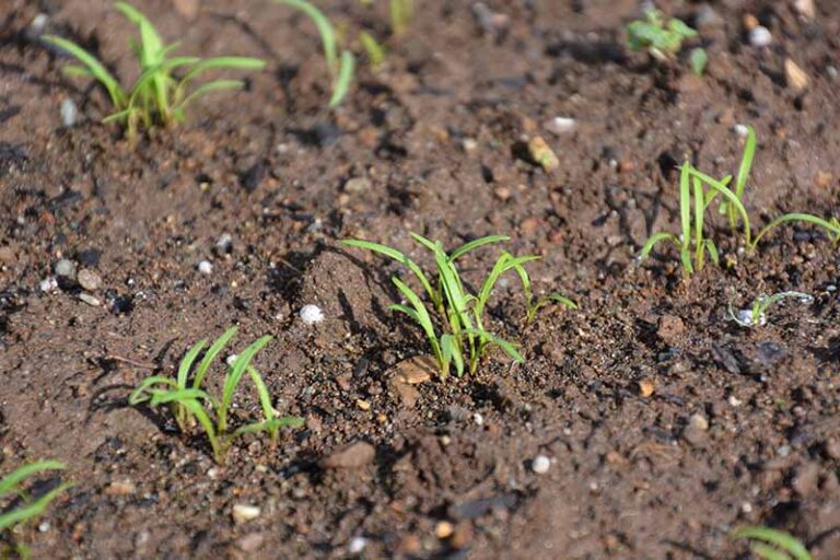 What Does Carrots Look Like When It Sprouts