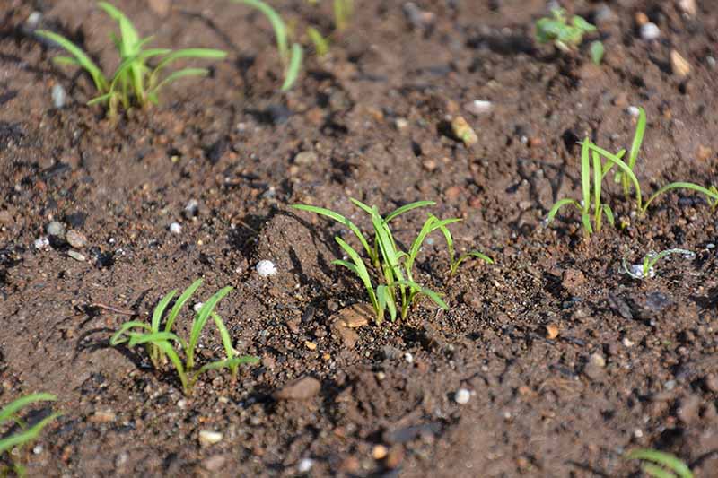 What Does Carrots Look Like When It Sprouts