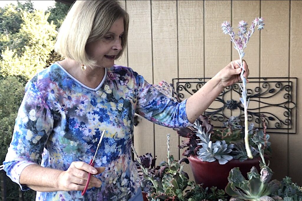 What To Do With a Succulent Flower Stalk
