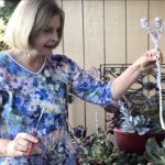 What To Do With a Succulent Flower Stalk