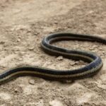 What Is a Black Snake With White Stripes