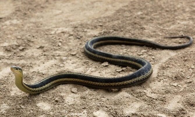 What Is a Black Snake With White Stripes