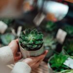 27 Low Light Succulents That Grow In Dark