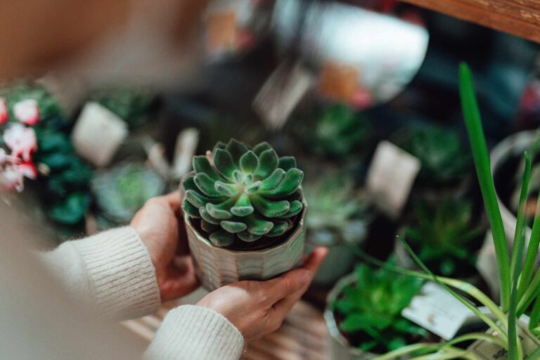 27 Low Light Succulents That Grow In Dark