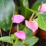 Plant With Pink Flowers And Green Leaves
