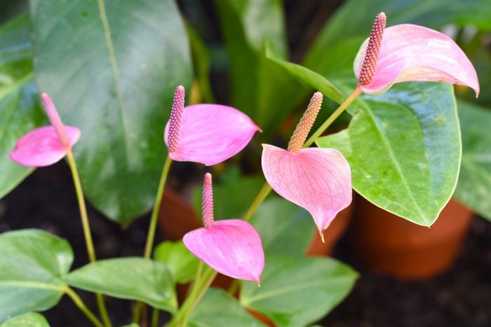 Plant With Pink Flowers And Green Leaves