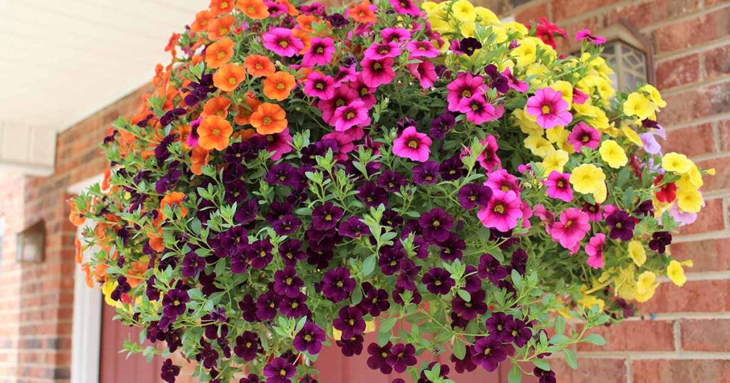 What To Plant With Petunias In Pots
