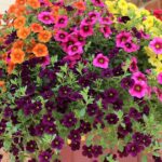 What To Plant With Petunias In Pots