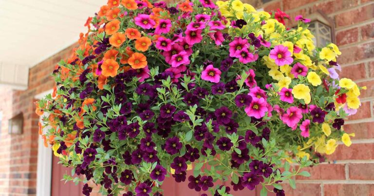 What To Plant With Petunias In Pots