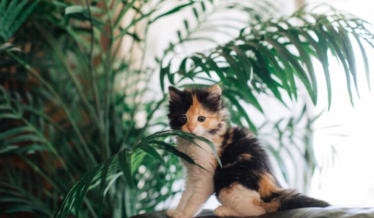 Is a Majesty Palm Toxic To Cats
