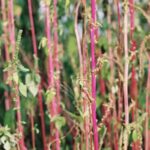 Plant With Red Stems And Green Leaves