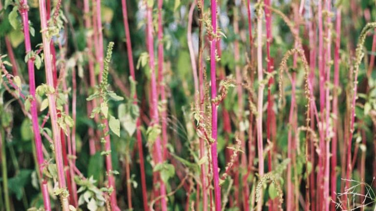 Plant With Red Stems And Green Leaves