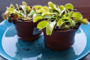 Why Is My Venus Fly Trap Turning Black