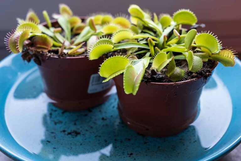 Why Is My Venus Fly Trap Turning Black