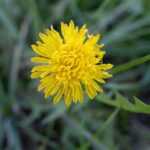 Tall Weed With Yellow Flowers On Top
