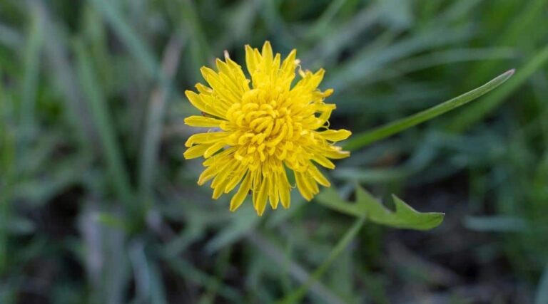 Tall Weed With Yellow Flowers On Top