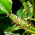 How To Get Rid Of Bugs On Roses Naturally