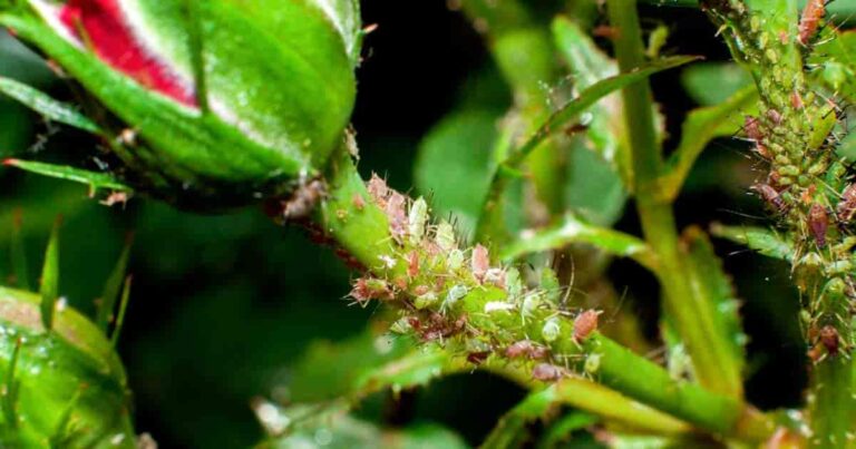 How To Get Rid Of Bugs On Roses Naturally