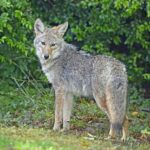 What Does It Mean When a Coyote Crosses Your Path