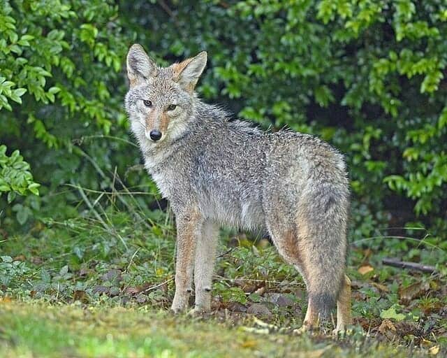 What Does It Mean When a Coyote Crosses Your Path