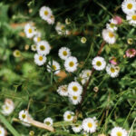 Tall Weeds With White Flowers On Top