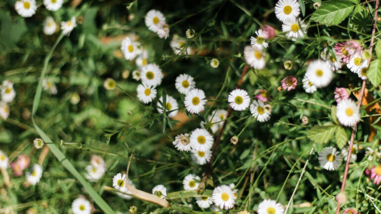 Tall Weeds With White Flowers On Top