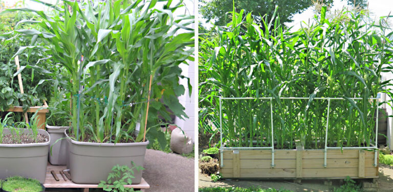 Can You Grow Corcn In a container