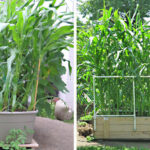 Can You Grow Corn In a Pot