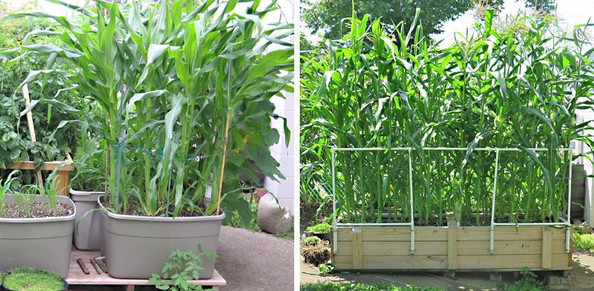 Can You Grow Corn In a Pot