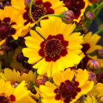 Yellow Perennial Flowers That Bloom All Summer