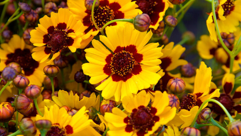 Yellow Perennial Flowers That Bloom All Summer