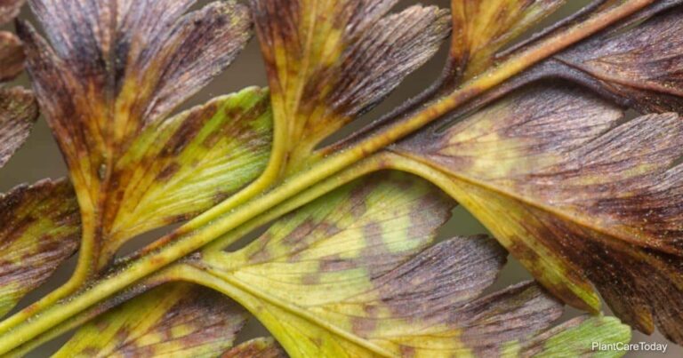 Why Are My Fern Leaves Turning Brown
