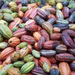 Is Chocolate a Fruit Or a Vegetable
