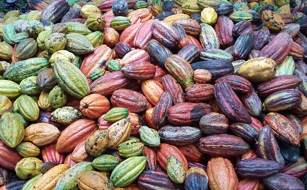 Is Chocolate a Fruit Or a Vegetable