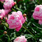 Flowers That Look Like Peonies But Aren't