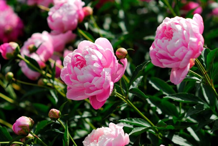 Flowers That Look Like Peonies But Aren't