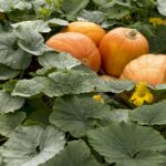 What Does a Pumpkin Plant Look Like