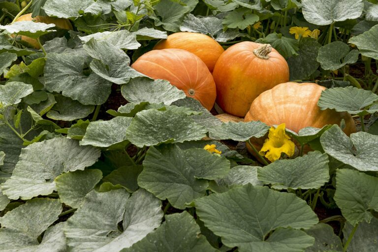 What Does a Pumpkin Plant Look Like